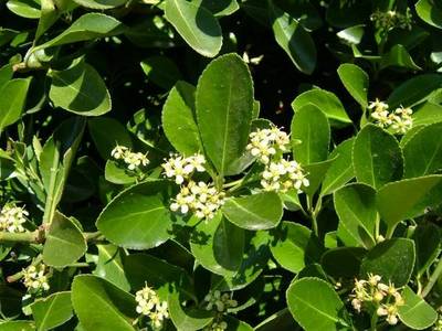EUONYMUS JAPONICUS